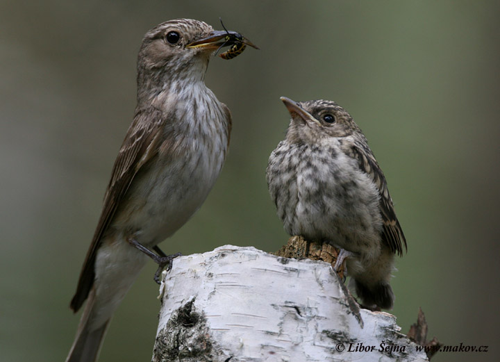 Spotted Flycatcher (Muscicapa striata)