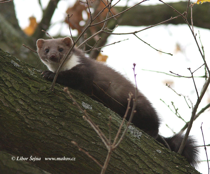 Beech Marten (Martes Foina)