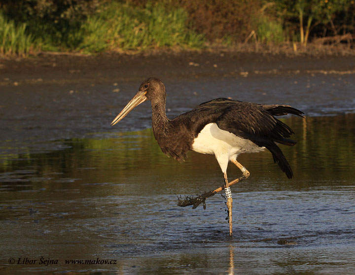 Čáp černý (Ciconia nigra)