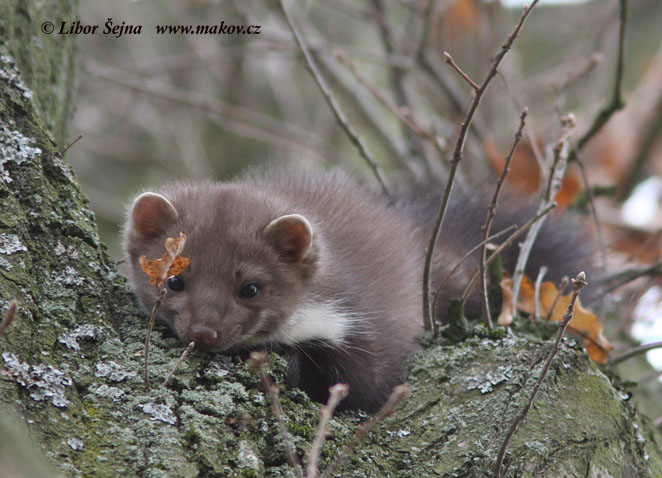 Beech Marten (Martes Foina)