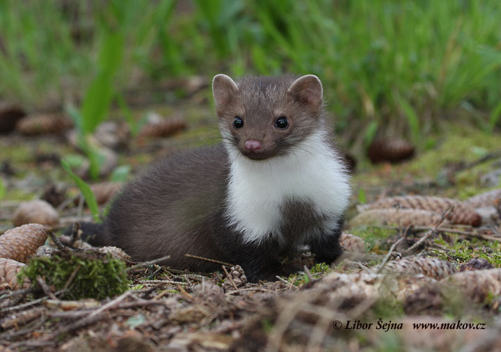 Beech Marten (Martes Foina)