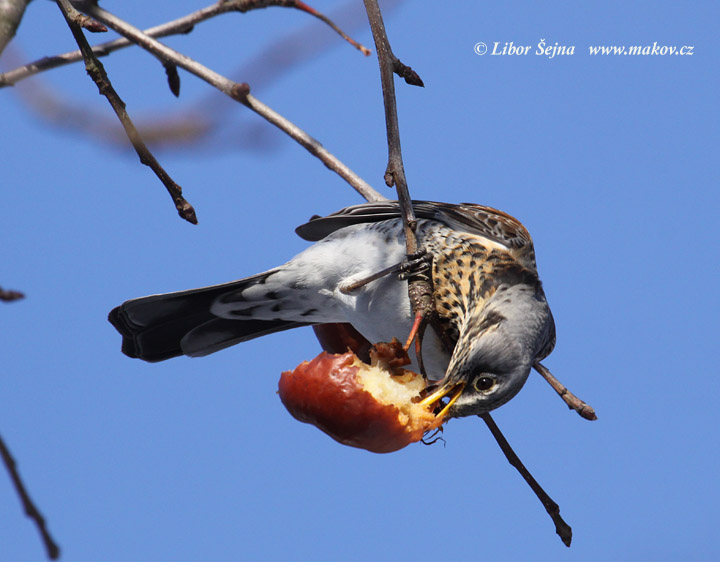 Fieldfare (Turdus pilaris)