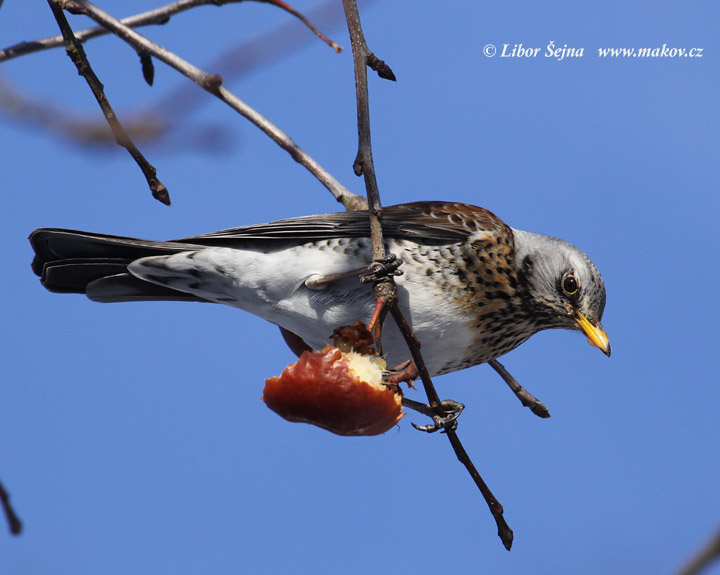 Fieldfare (Turdus pilaris)