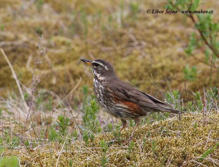 Drozd cvrčala (Turdus iliacus)