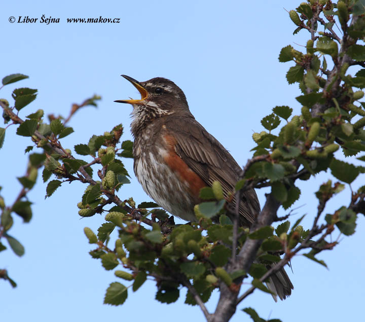 Drozd cvrčala (Turdus iliacus)