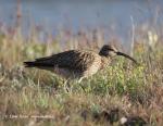 Koliha malá (Numenius phaeopus)