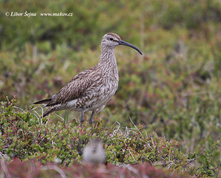 Koliha malá (Numenius phaeopus)
