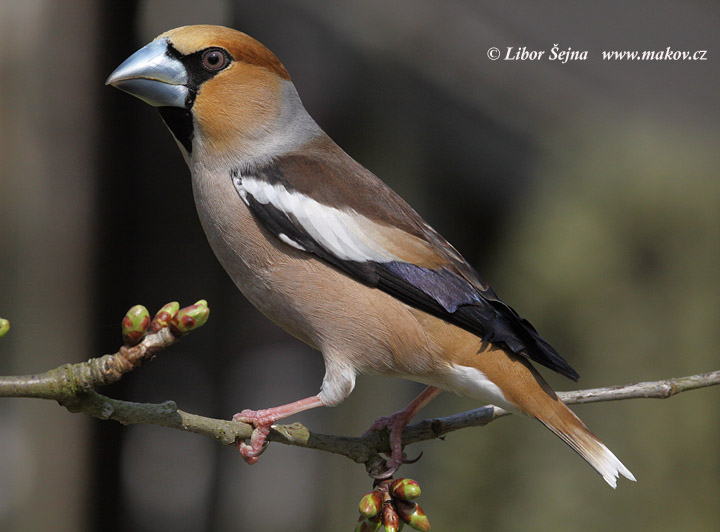 Dlask tlustozobý (Coccothraustes coccothraustes)
