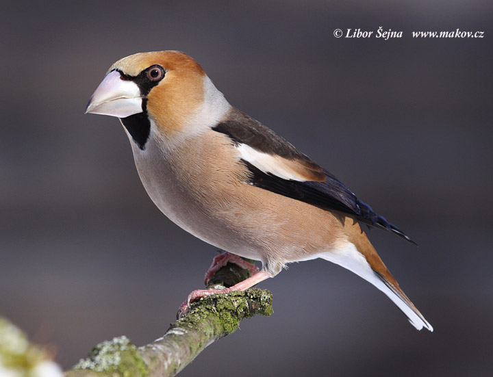 Dlask tlustozobý (Coccothraustes coccothraustes)
