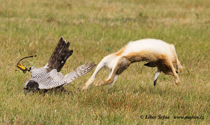 Sokolnictví (Falconry)