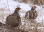 Koroptev polní (Perdix perdix)