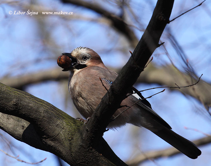 Sojka obecná (Garrulus glandaris)