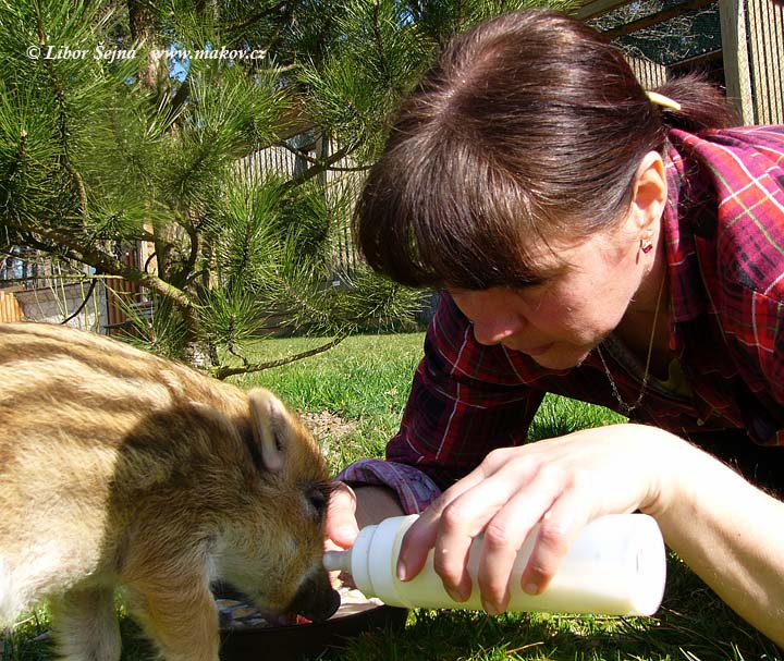 Příjem a vypouštění živočichů (Receiving and release of animals )