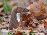 Lasice kolčava (Mustela nivalis)