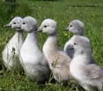 Labuť velká (Cygnus olor)