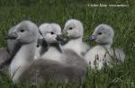 Labuť velká (Cygnus olor)